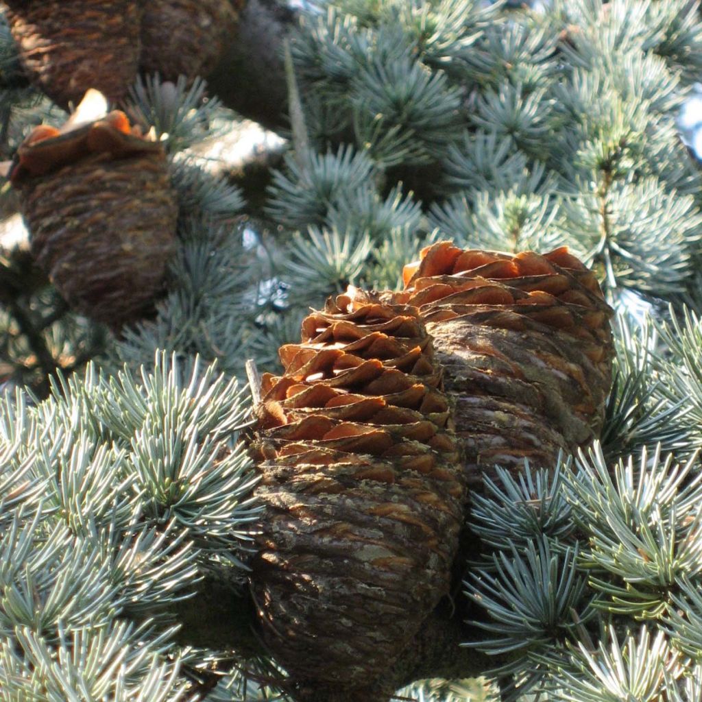 Cèdre bleu de l'Atlas - Cedrus libani Glauca