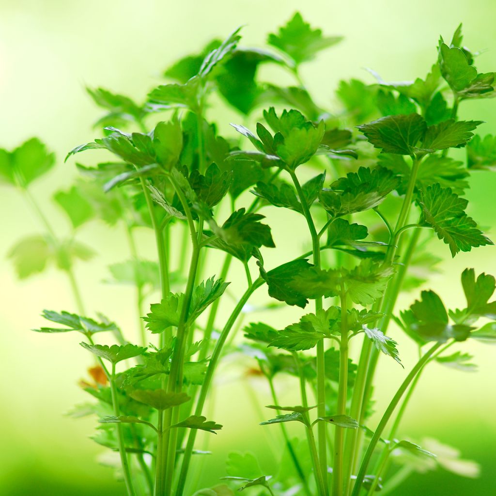 Tango F1 Celery - Apium graveolens