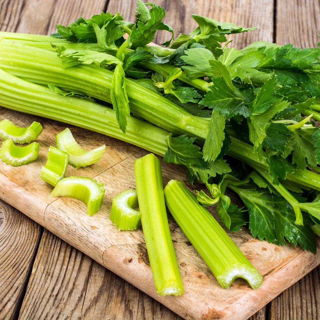 D'Elne Celery - Apium graveolens