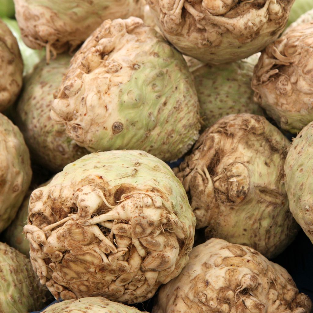 Celeriac Monarch