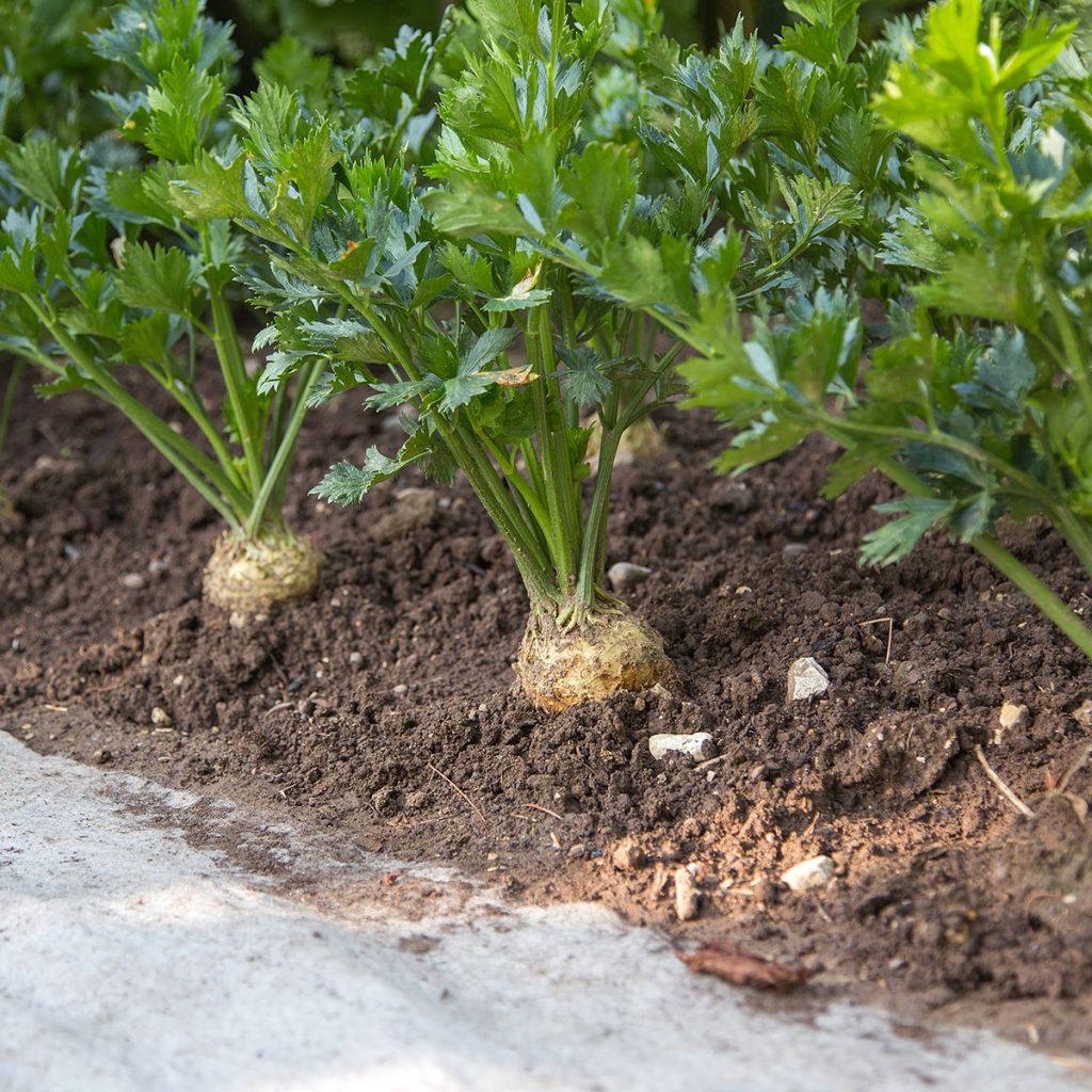Celeriac Monarch