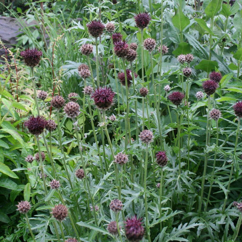 Centaurea atropurpurea - Centaurée pourpre