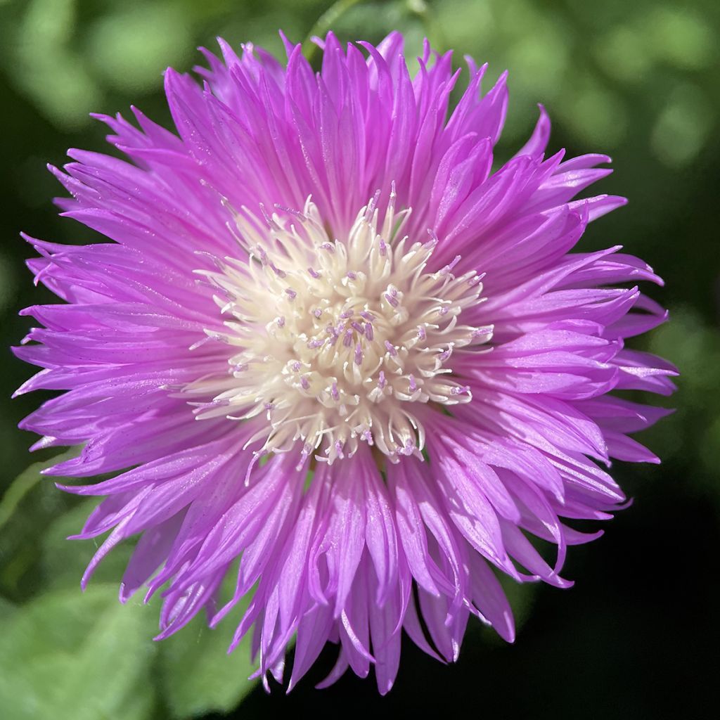 Centaurea dealbata