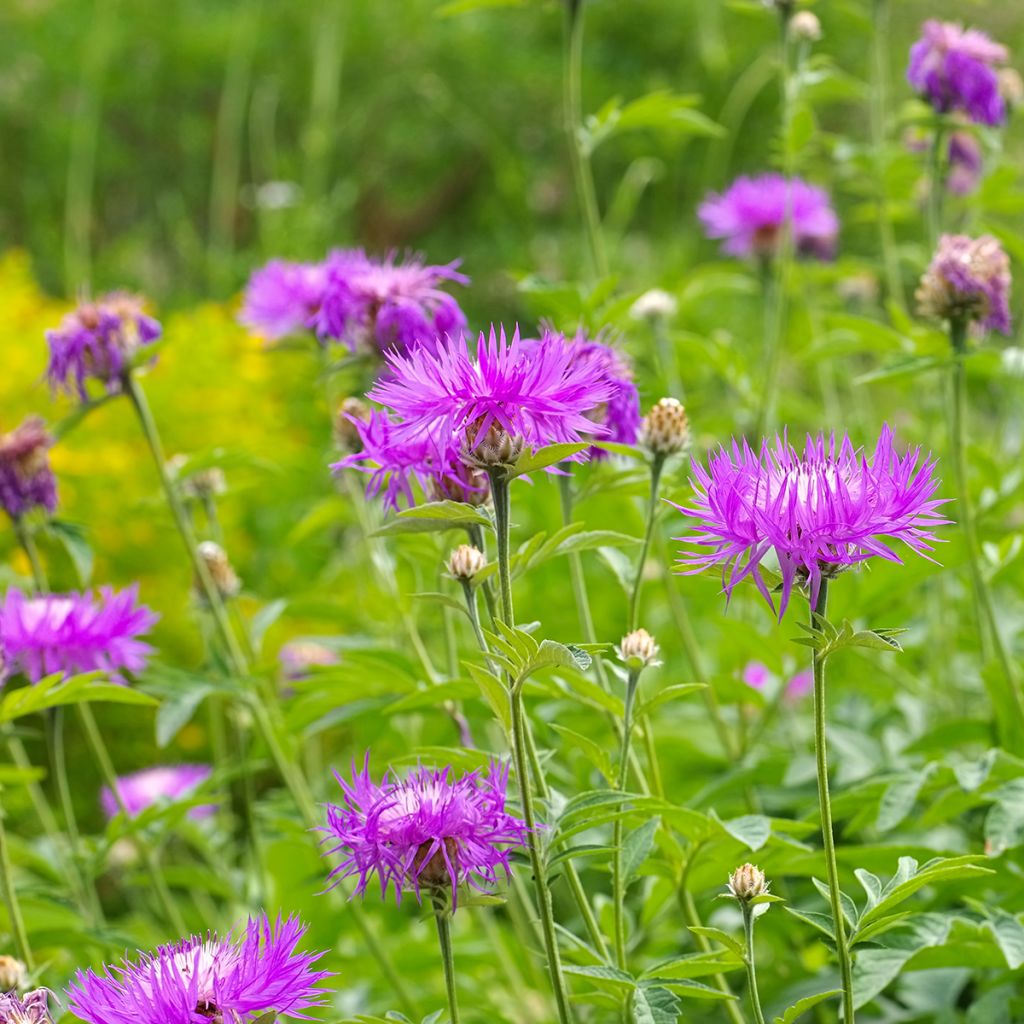 Centaurea dealbata