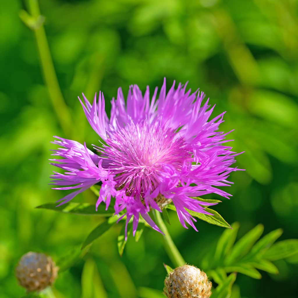 Centaurea dealbata