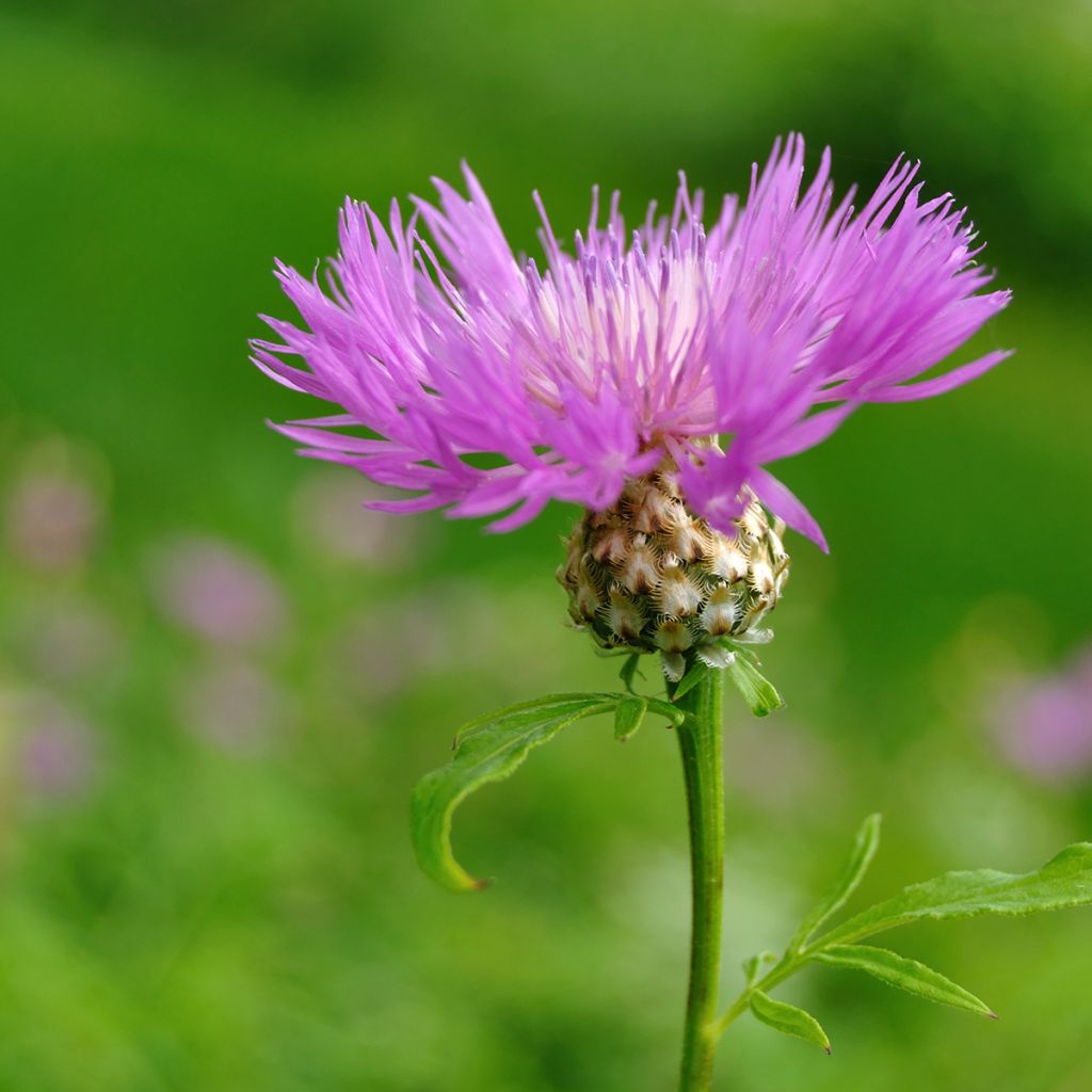 Centaurea dealbata