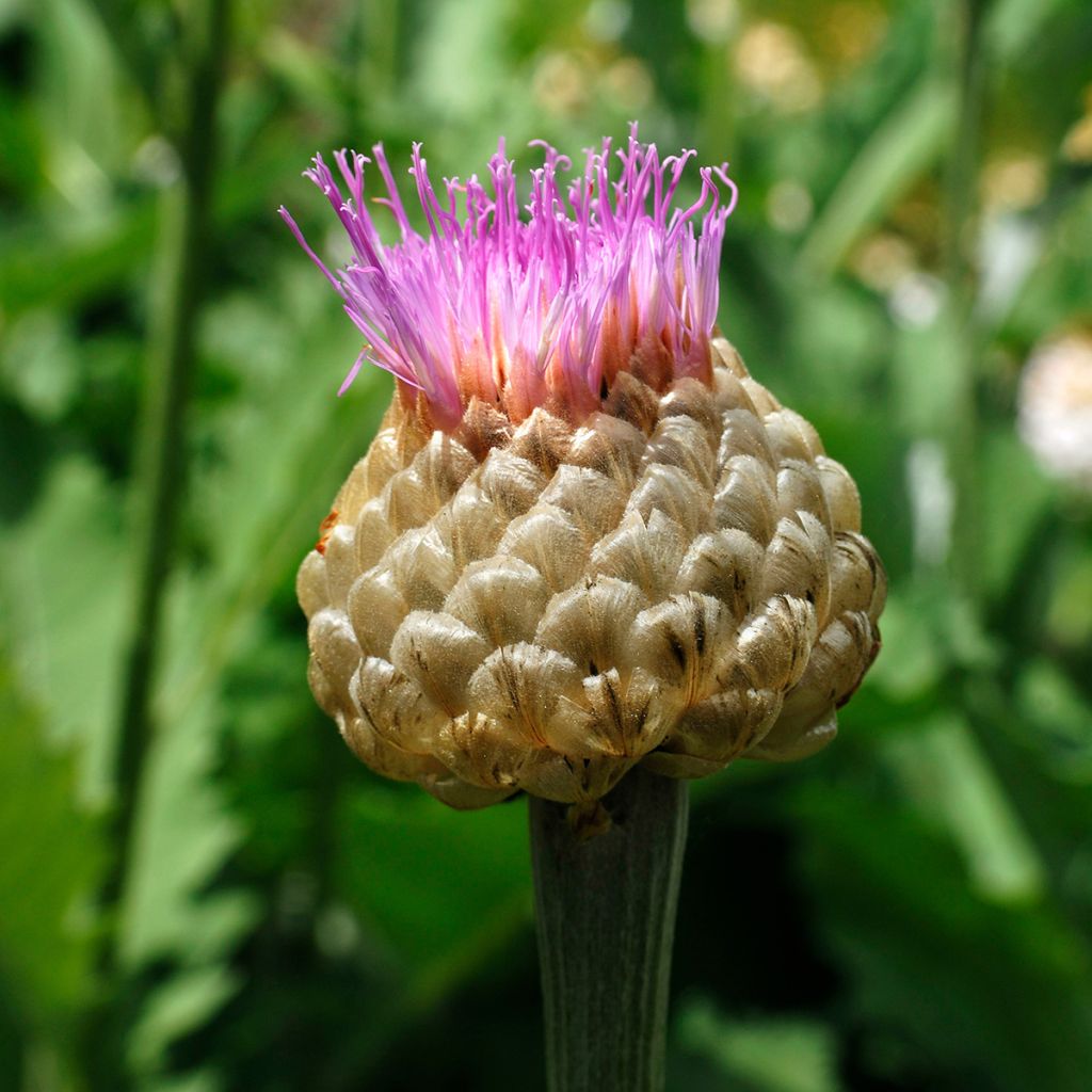 Centaurea dealbata