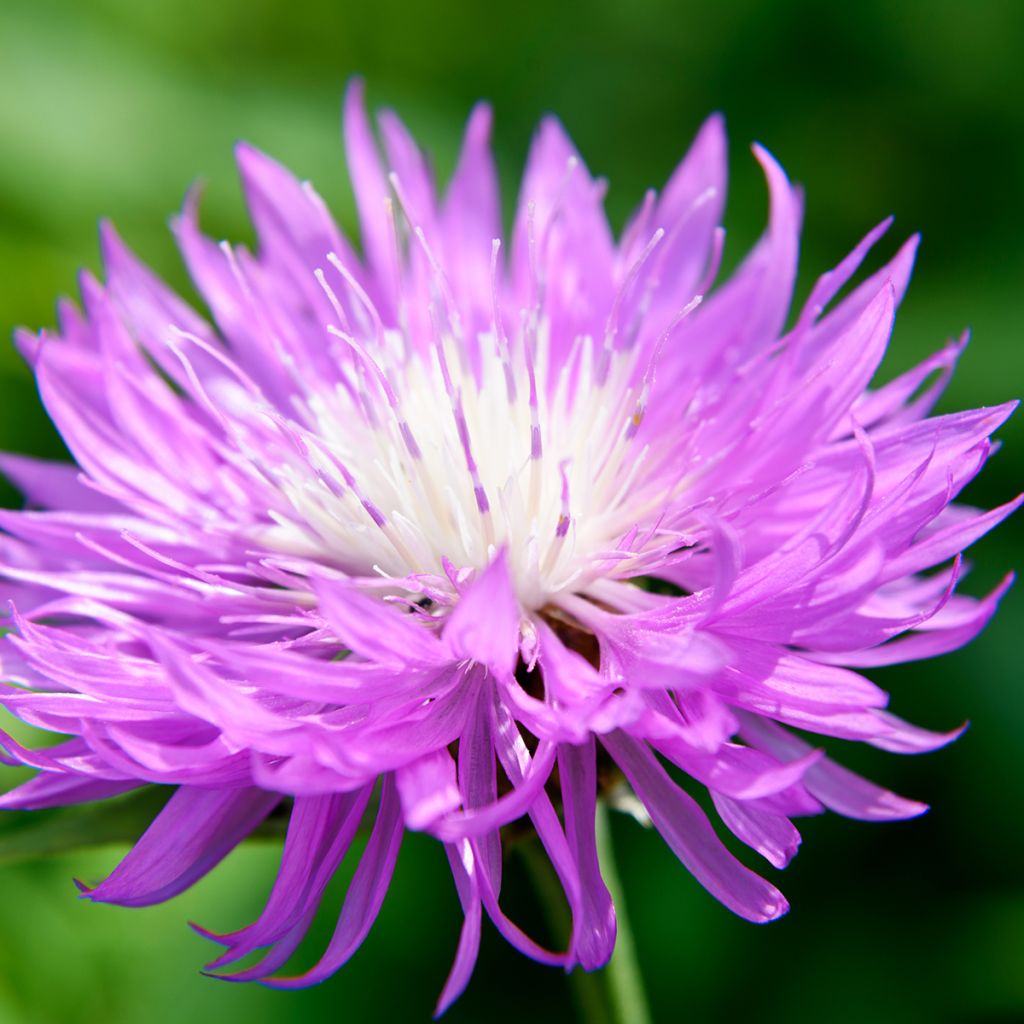 Centaurea dealbata