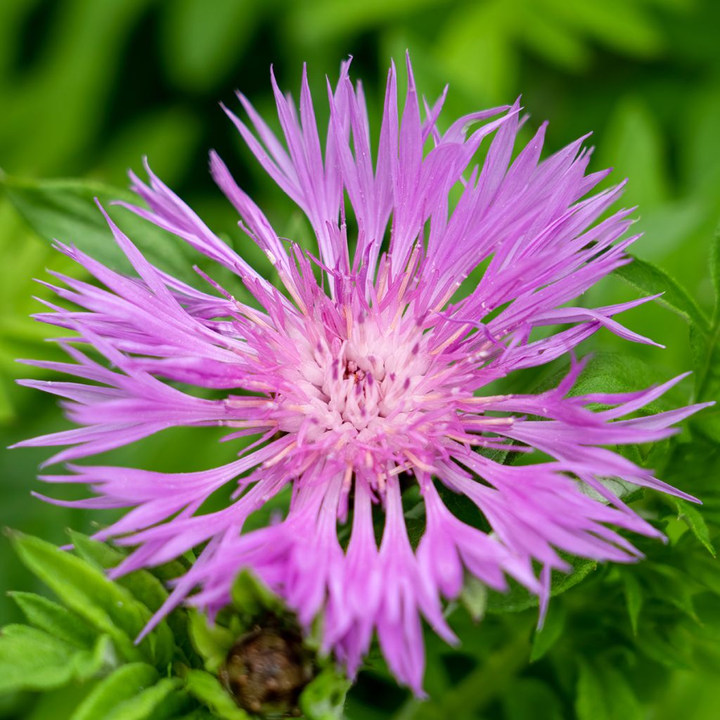 Centaurea dealbata