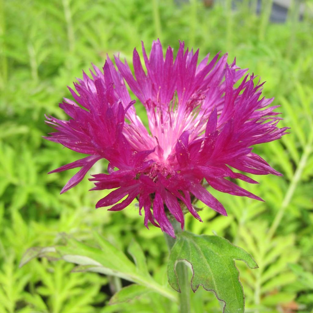 Centaurea dealbata Stenbeergii