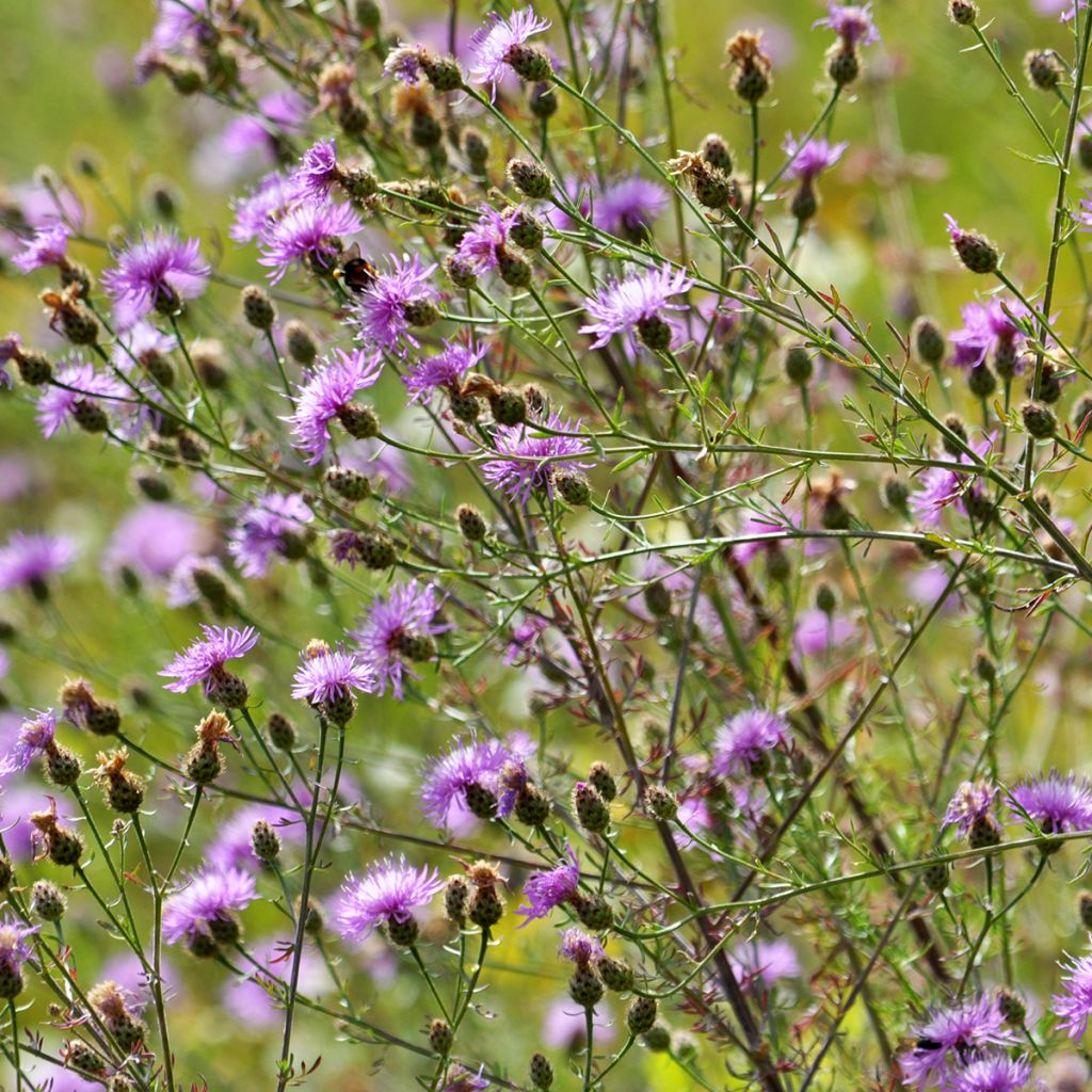 Centaurea jacea