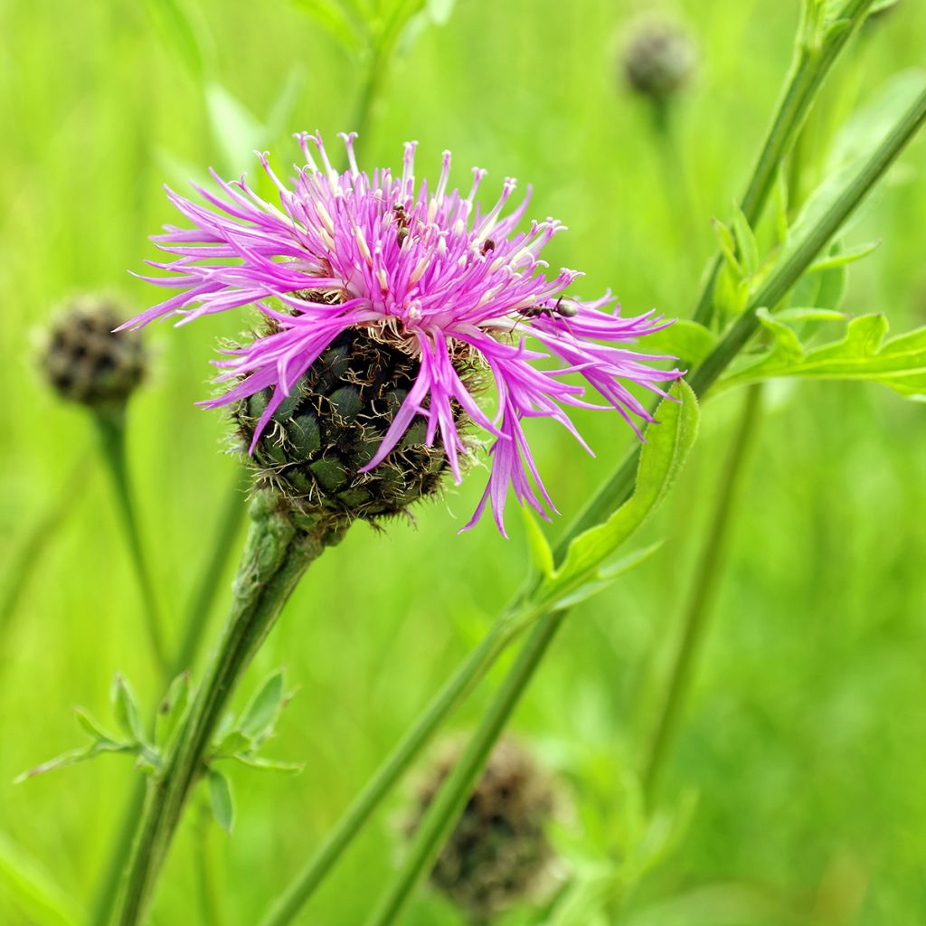 Centaurea jacea