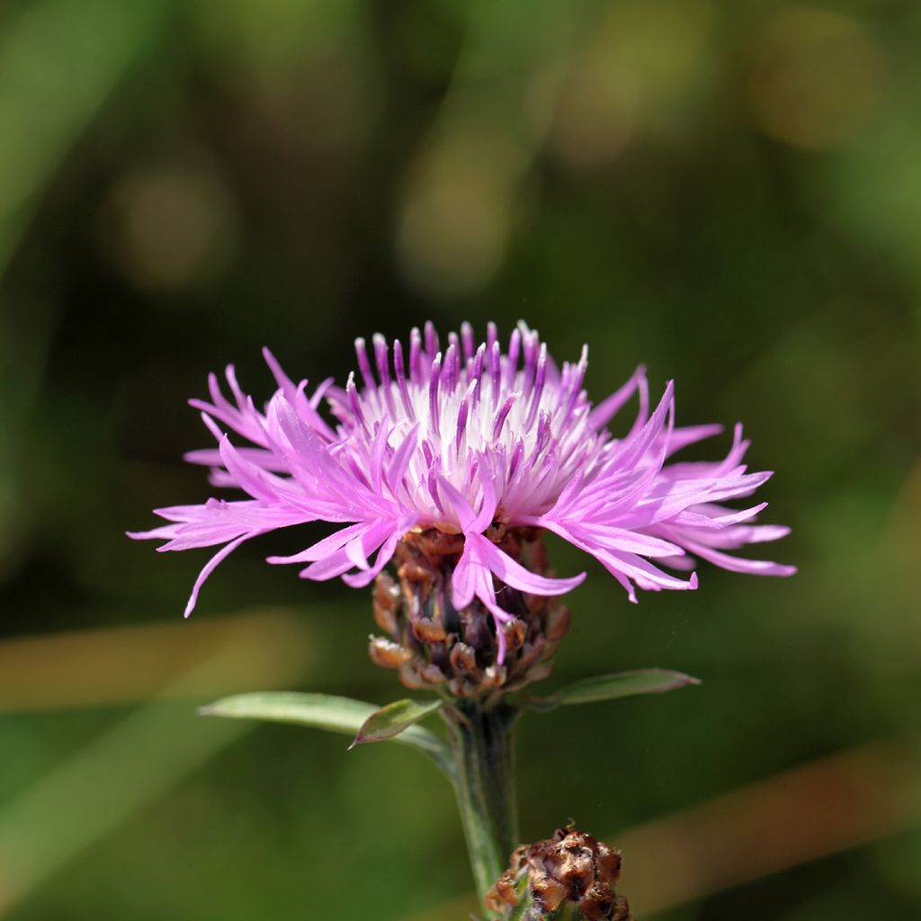 Centaurea jacea