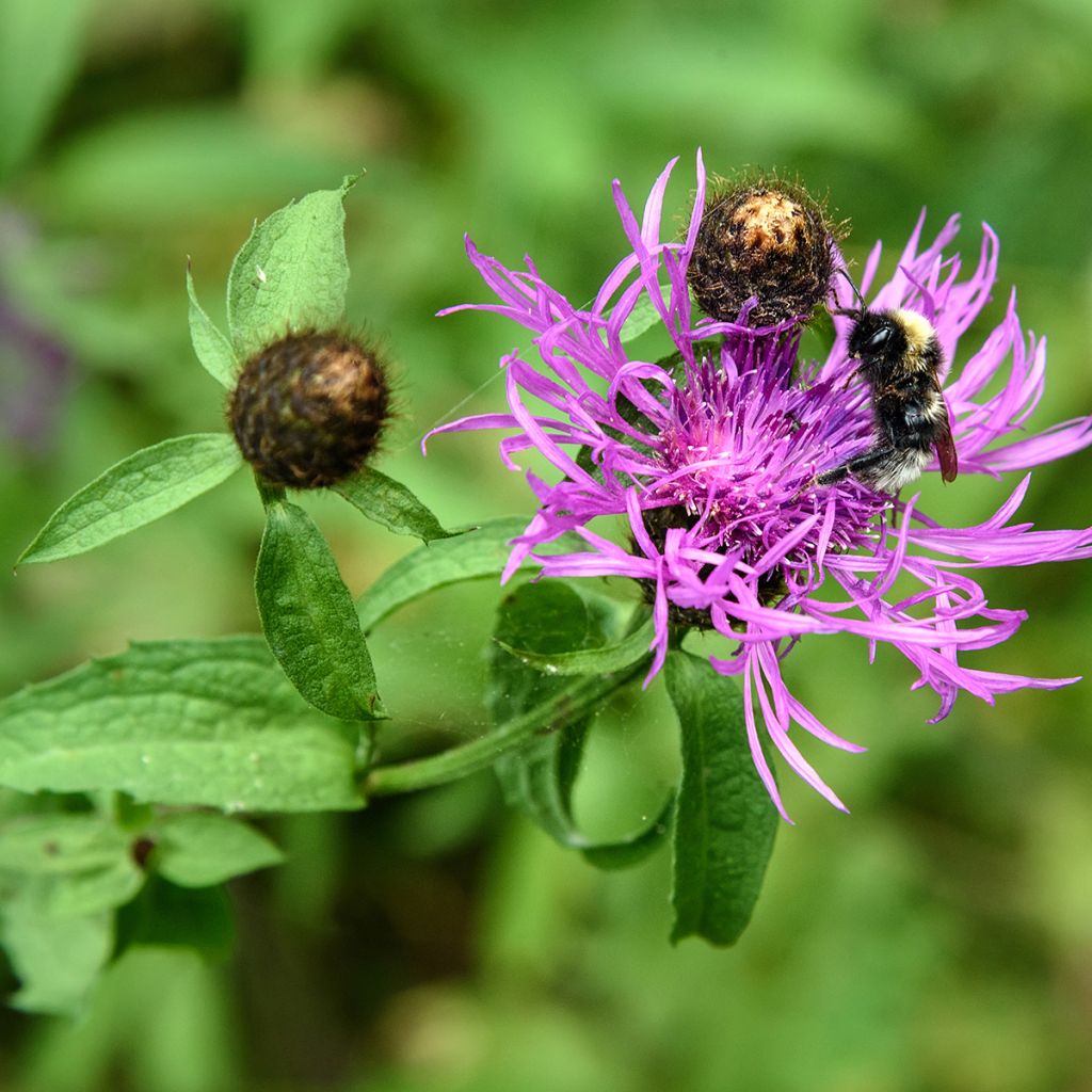 Centaurea jacea