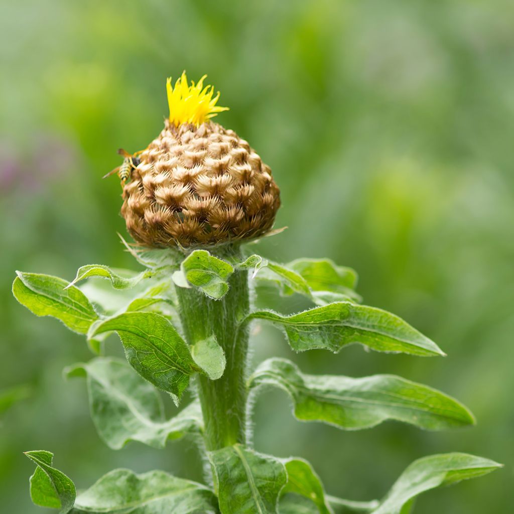 Centaurea macrocephala