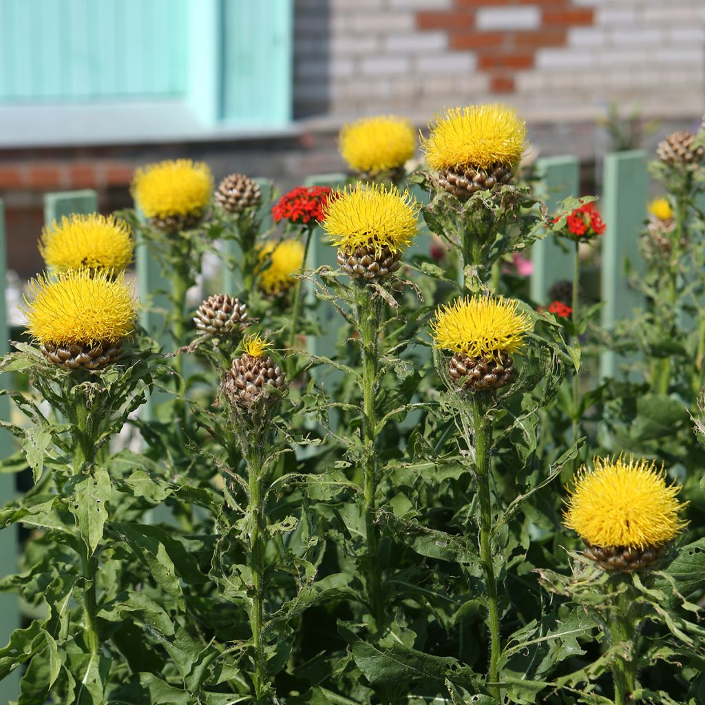 Centaurea macrocephala