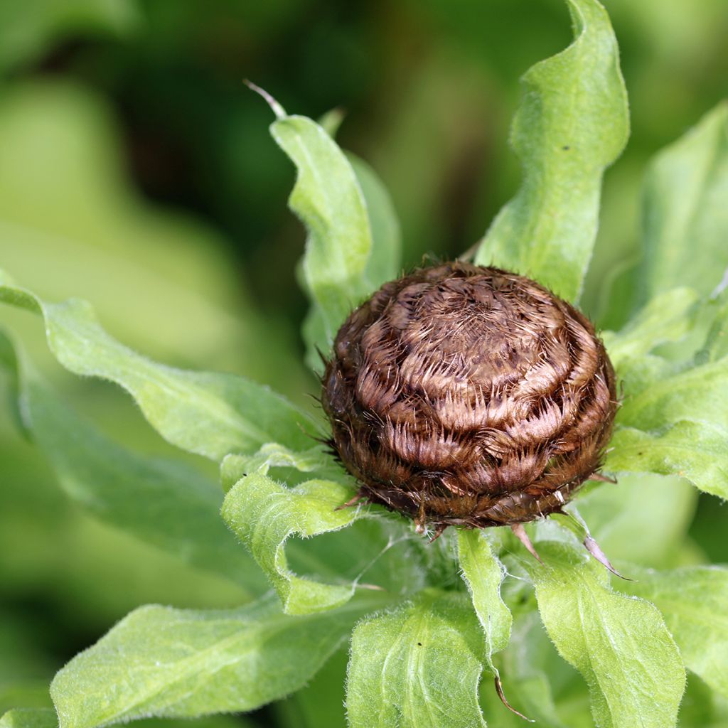 Centaurea macrocephala