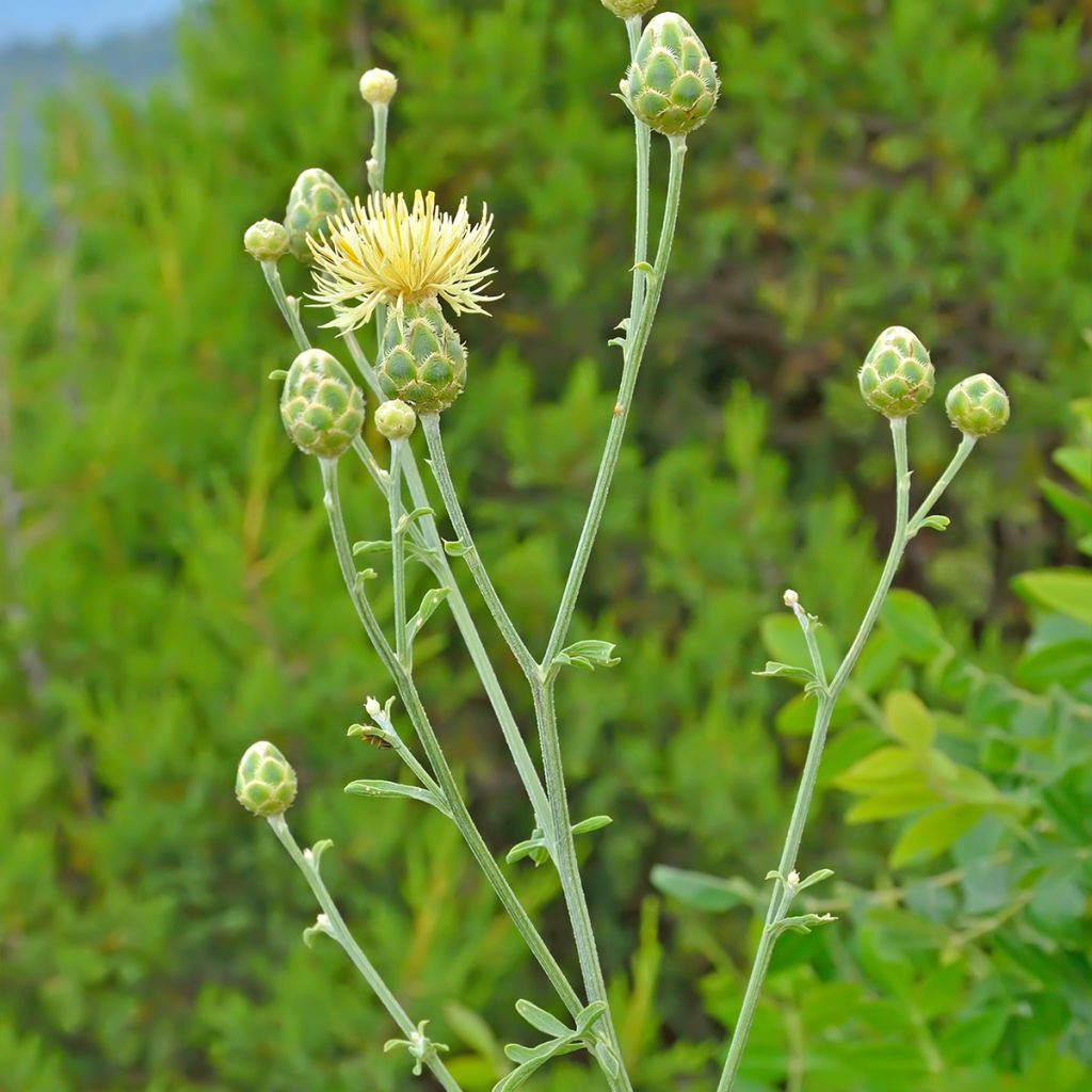 Centaurea orientalis