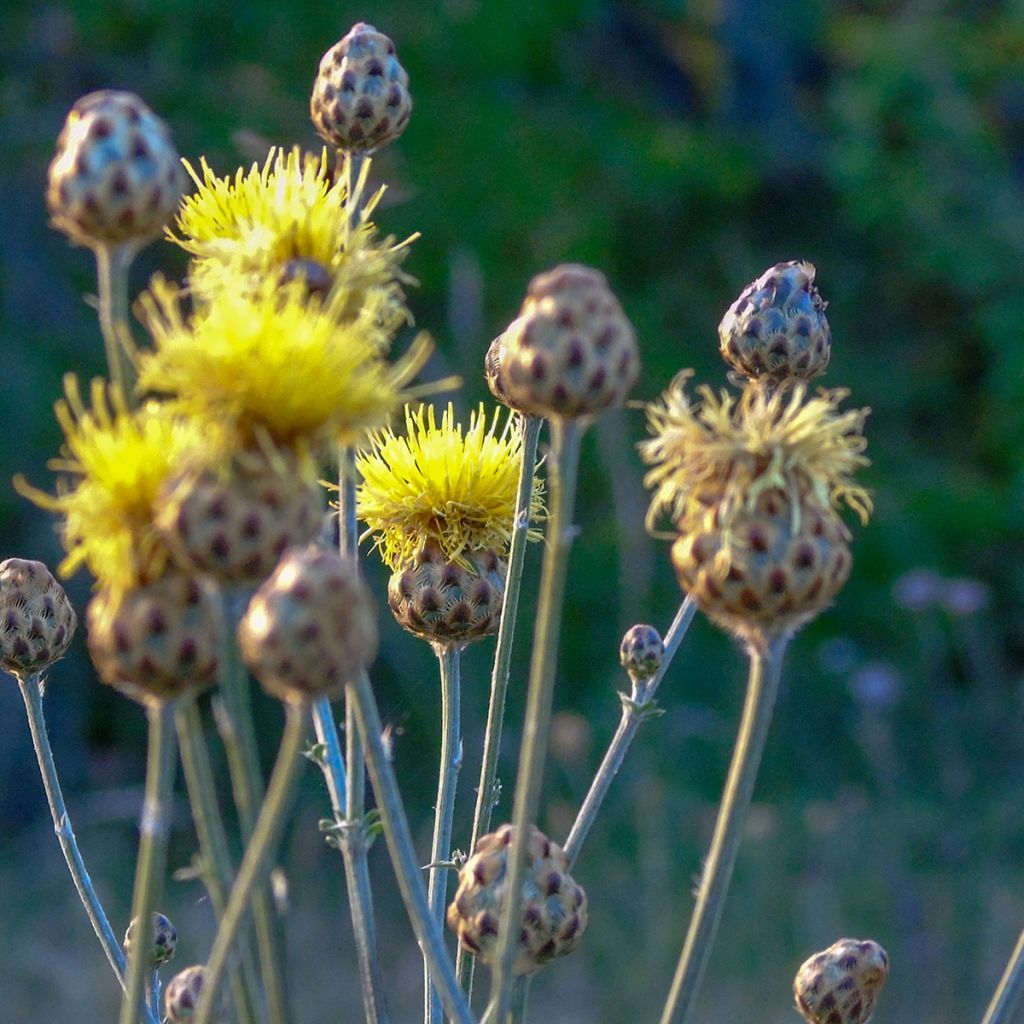 Centaurea orientalis