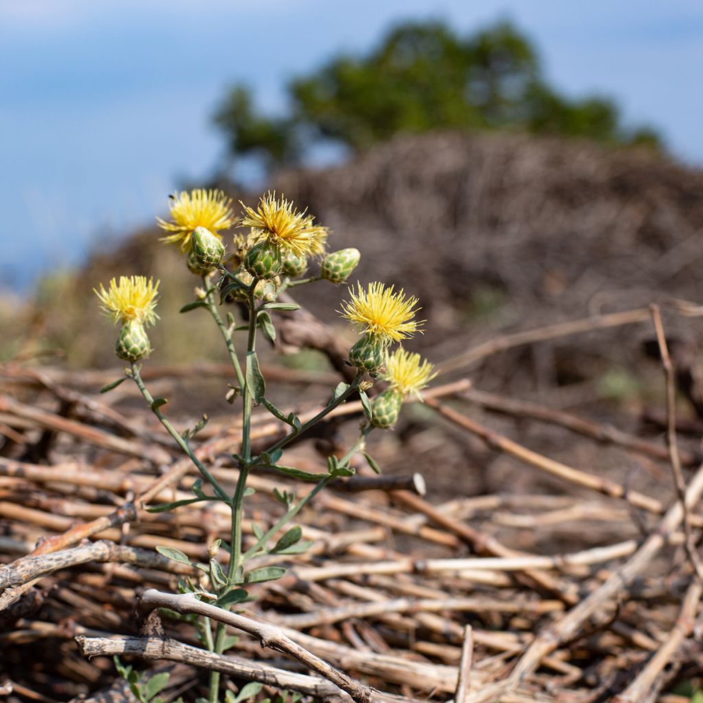 Centaurea orientalis