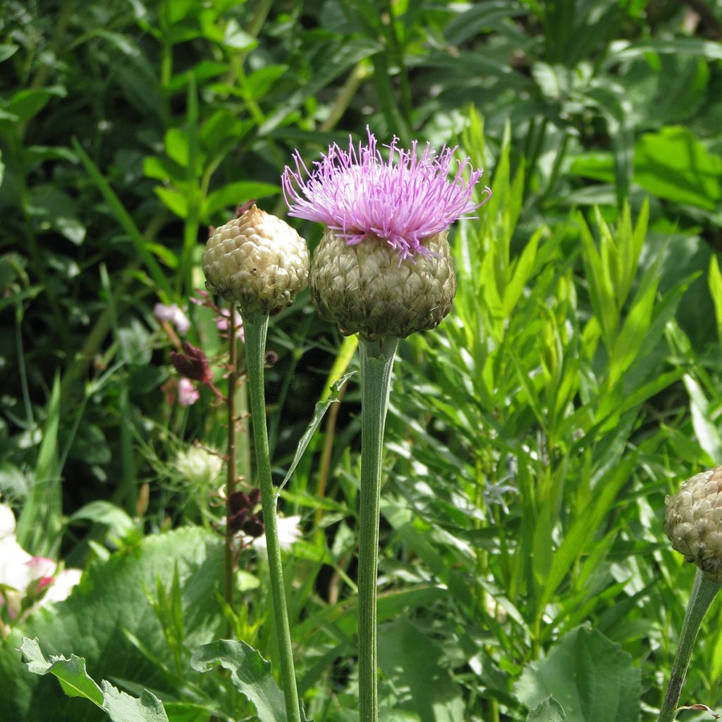 Centaurea pulcherrima 'Major'