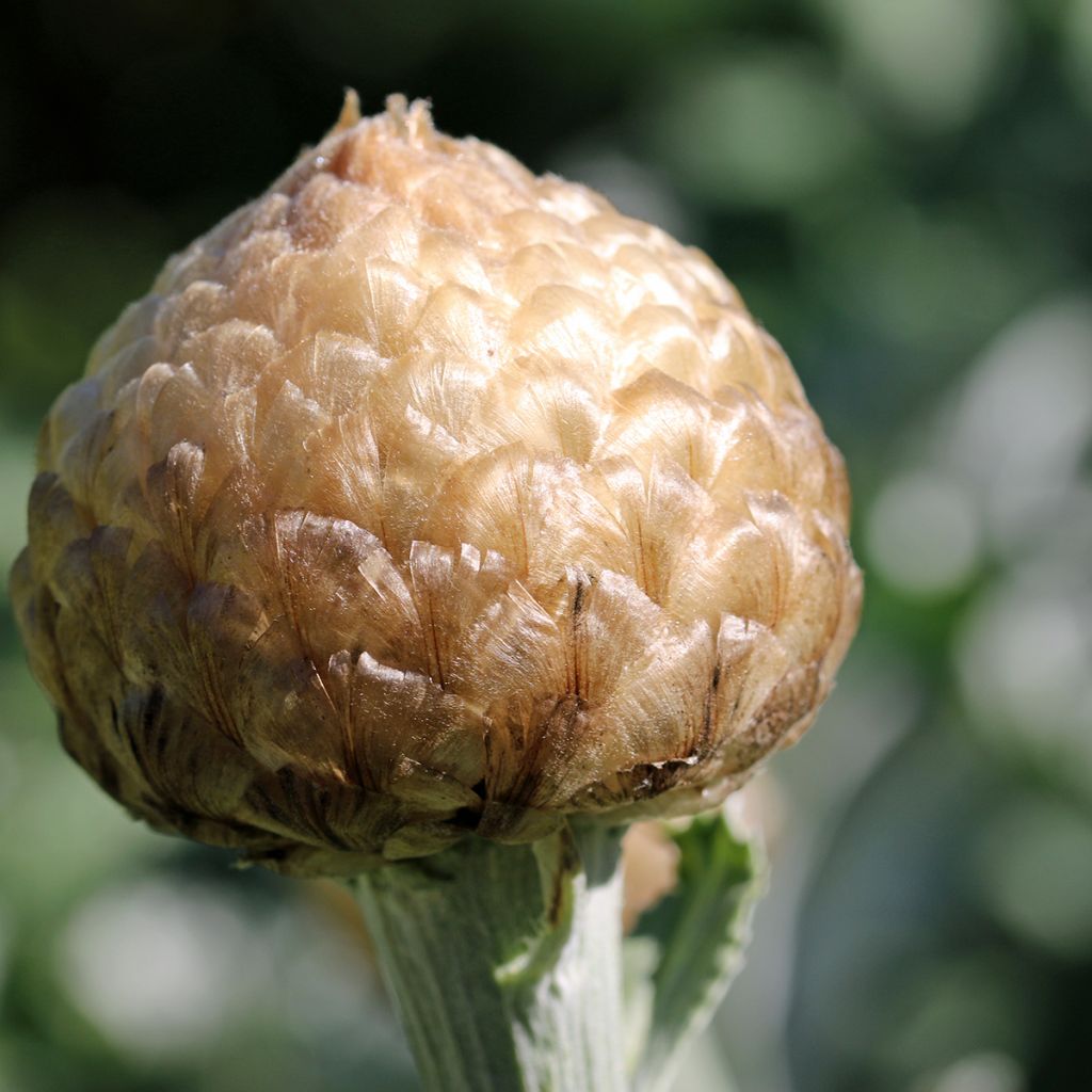 Centaurea pulcherrima 'Major'