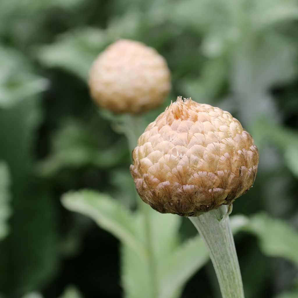 Centaurea pulcherrima 'Major'