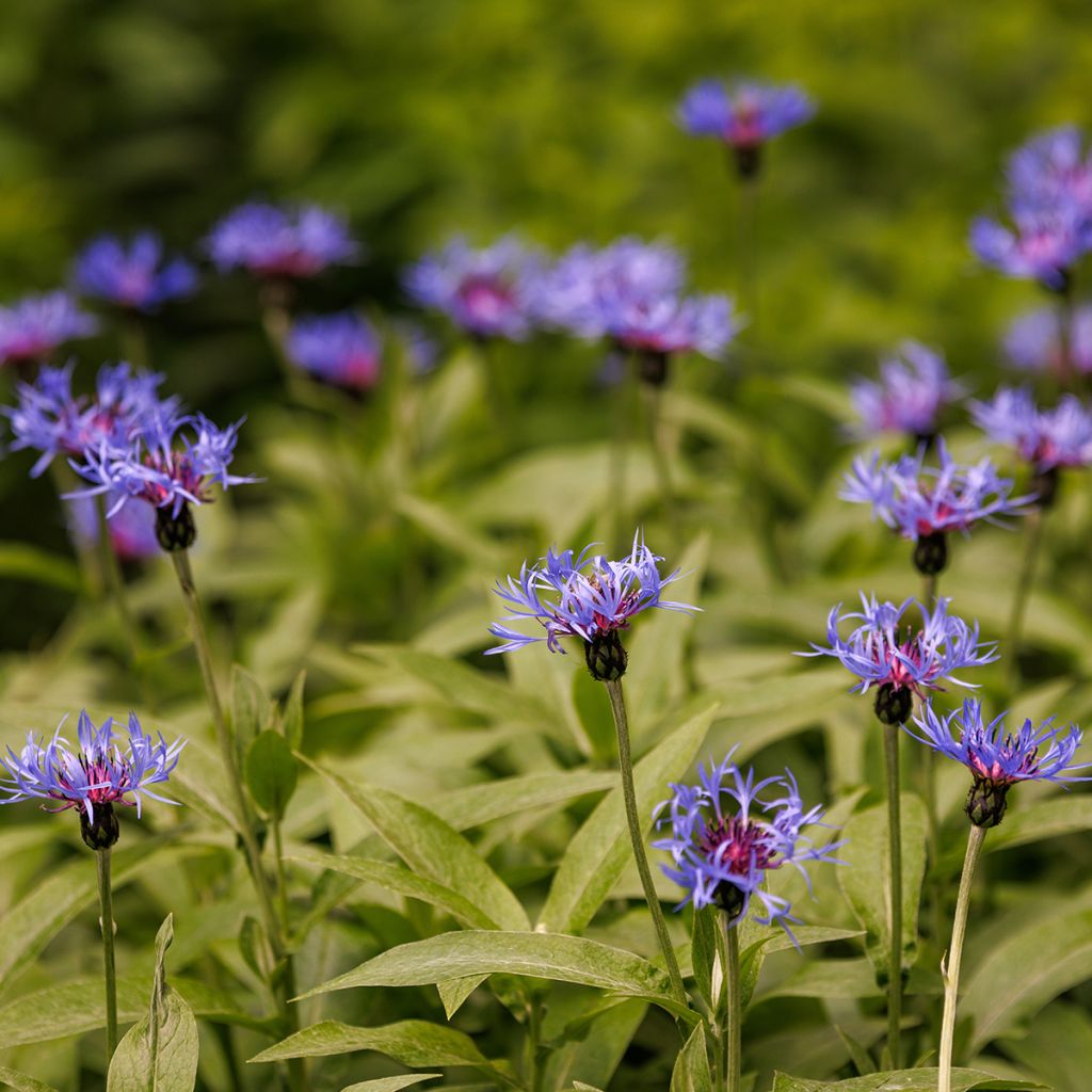 Centaurée, Centaurea triumfettii ssp. cana