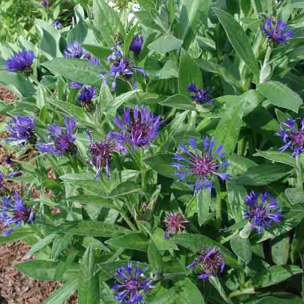 Centaurea montana Coerulea