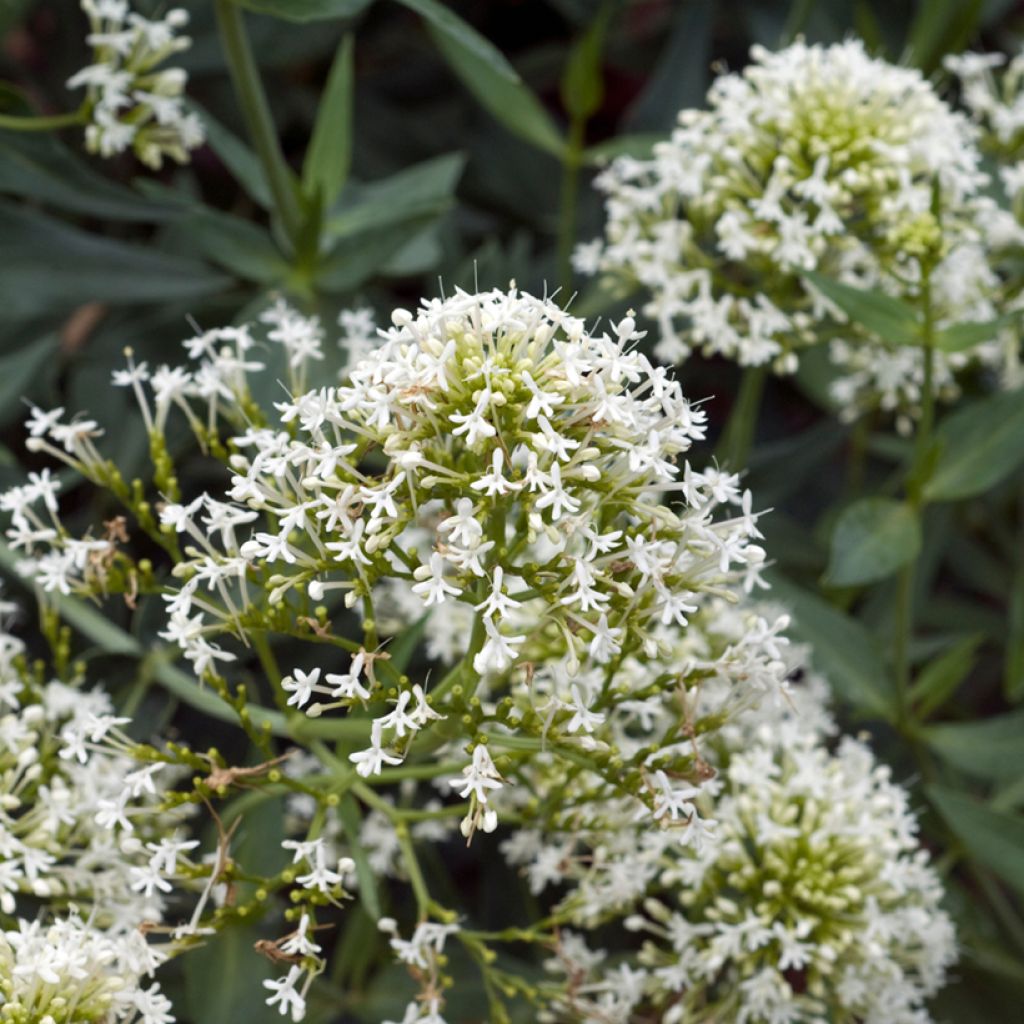 Valériane blanche, Centranthus ruber albus