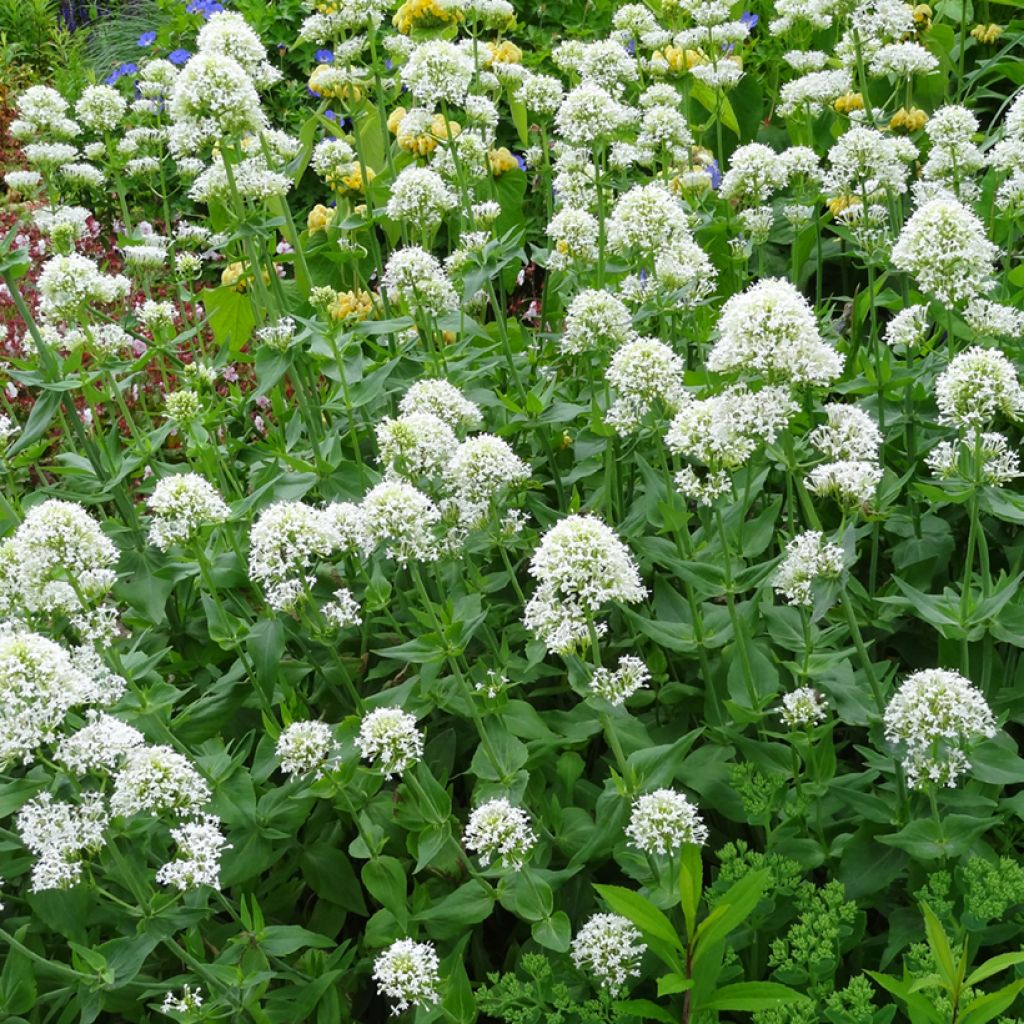 Valériane blanche, Centranthus ruber albus