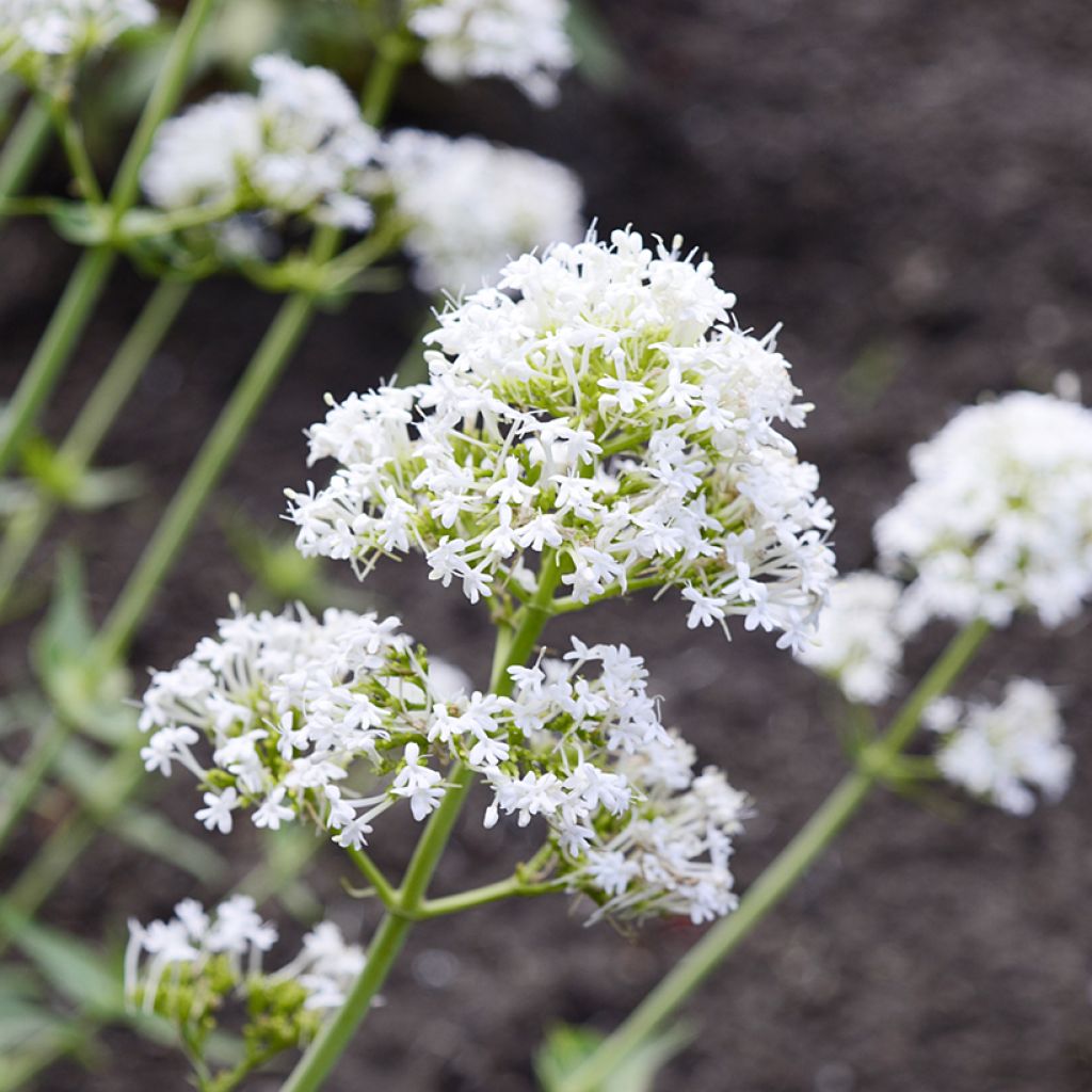 Valériane blanche, Centranthus ruber albus