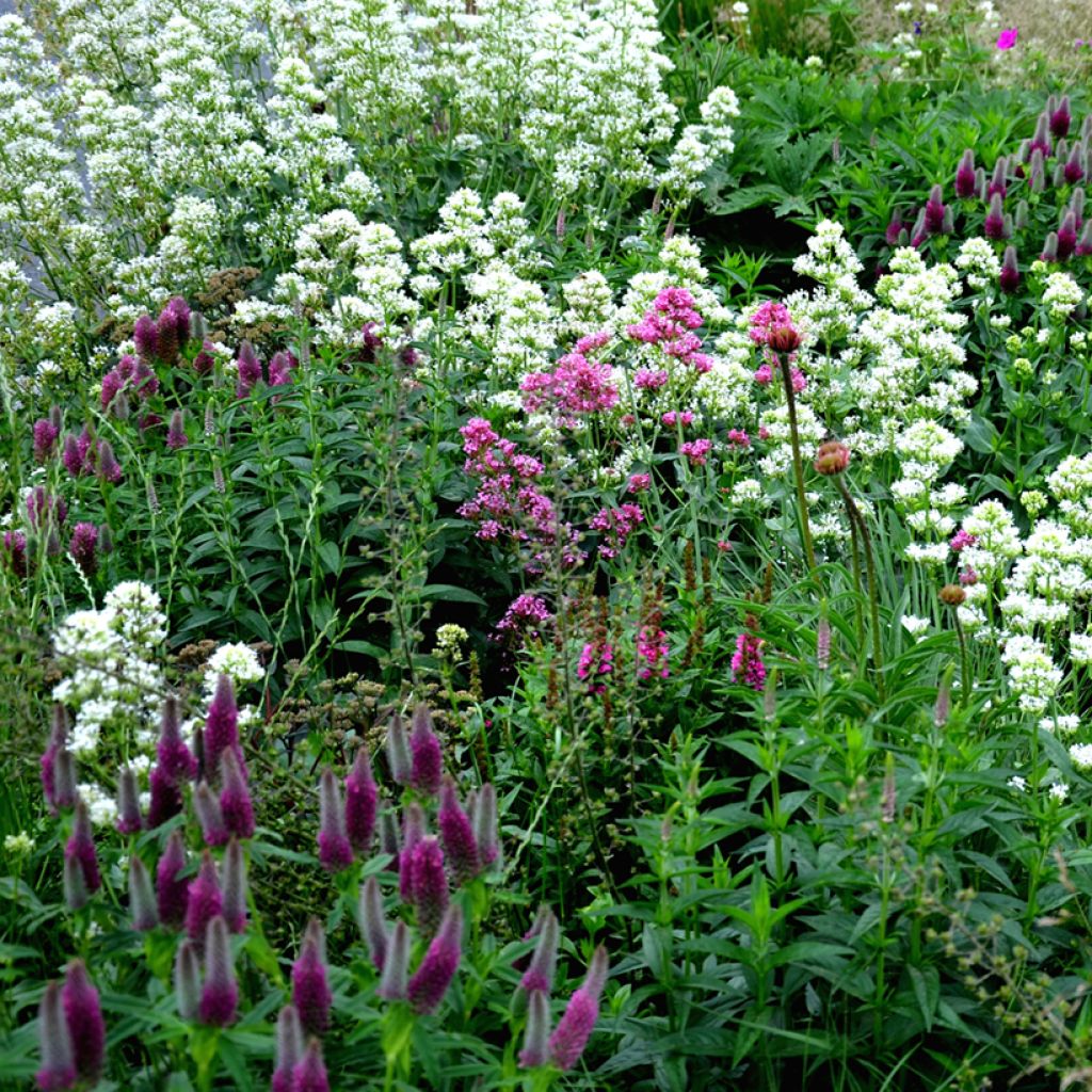 Valériane blanche, Centranthus ruber albus