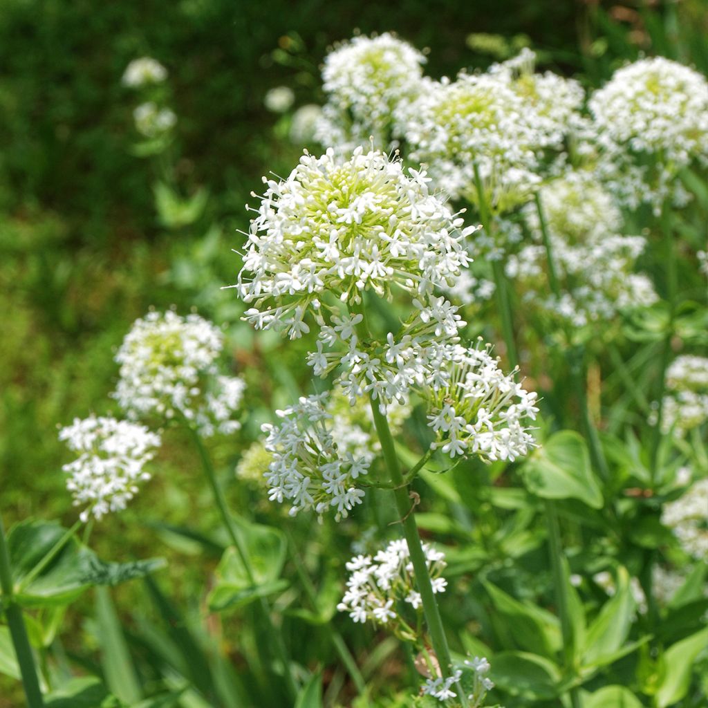 Valériane blanche, Centranthus ruber albus