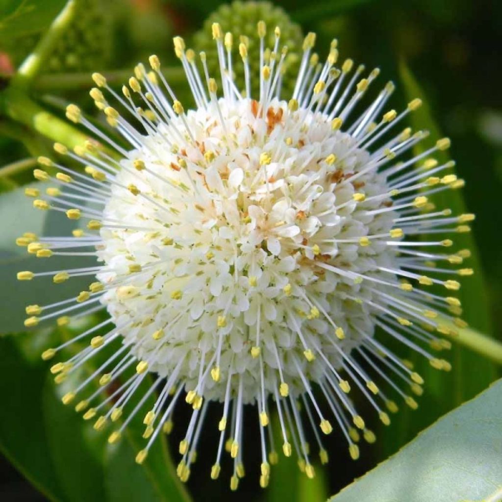 Cephalanthus occidentalis - Bois-bouton