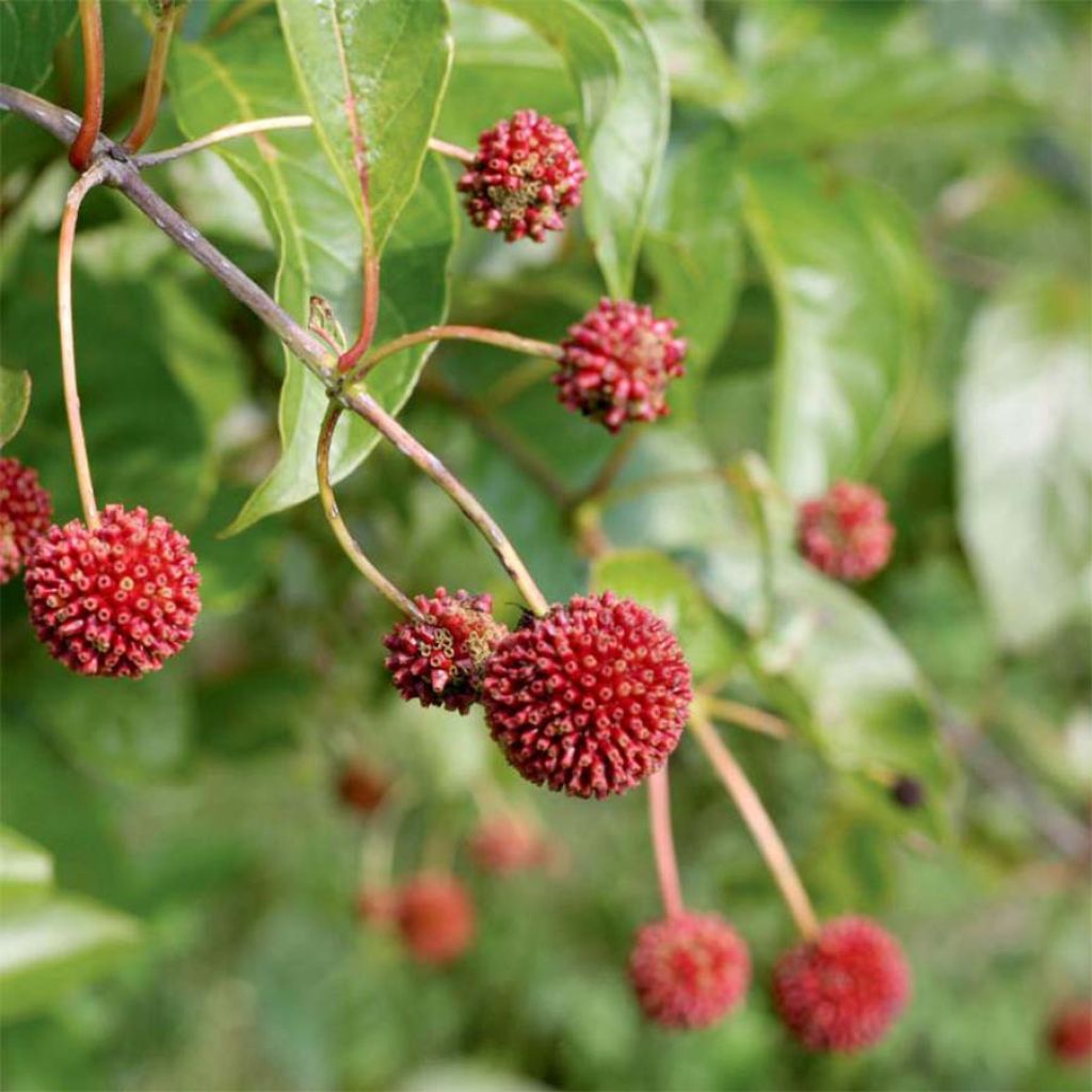 Cephalanthus occidentalis Sugar Shack - Bois-bouton nain.