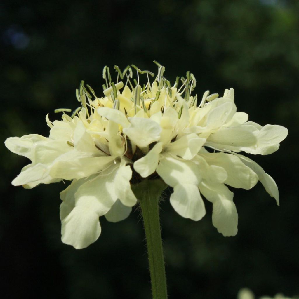 Cephalaria alpina - Scabieuse alpine jaune