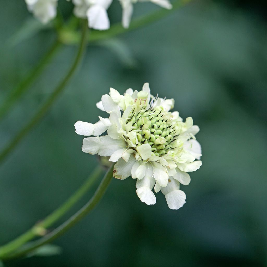 Cephalaria alpina