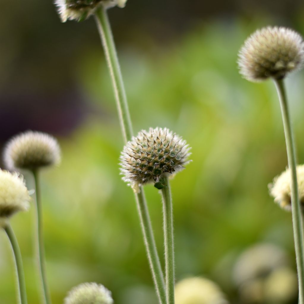 Cephalaria alpina