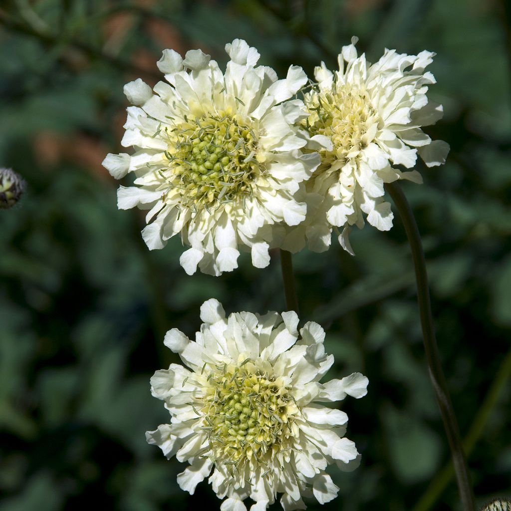 Cephalaria alpina