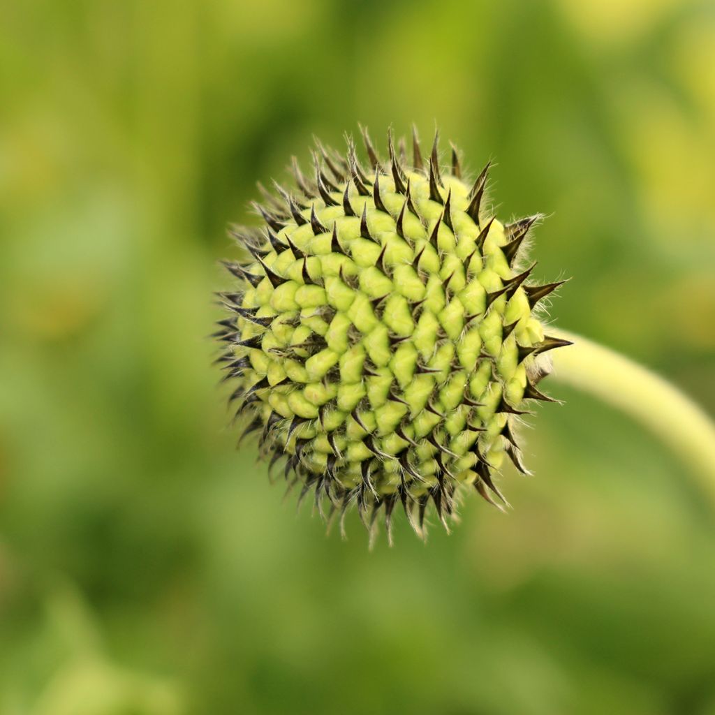 Cephalaria alpina