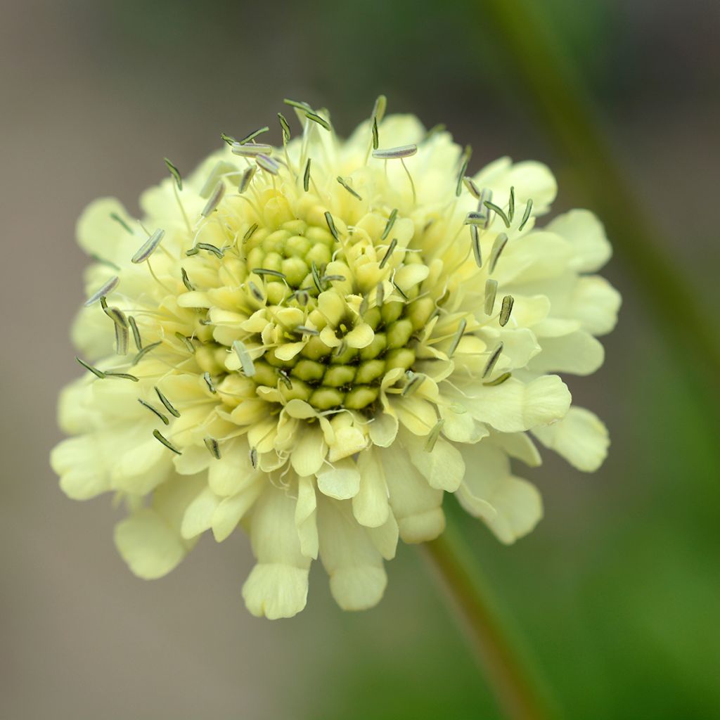 Cephalaria gigantea