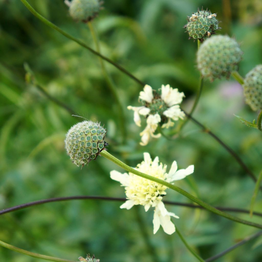 Cephalaria gigantea