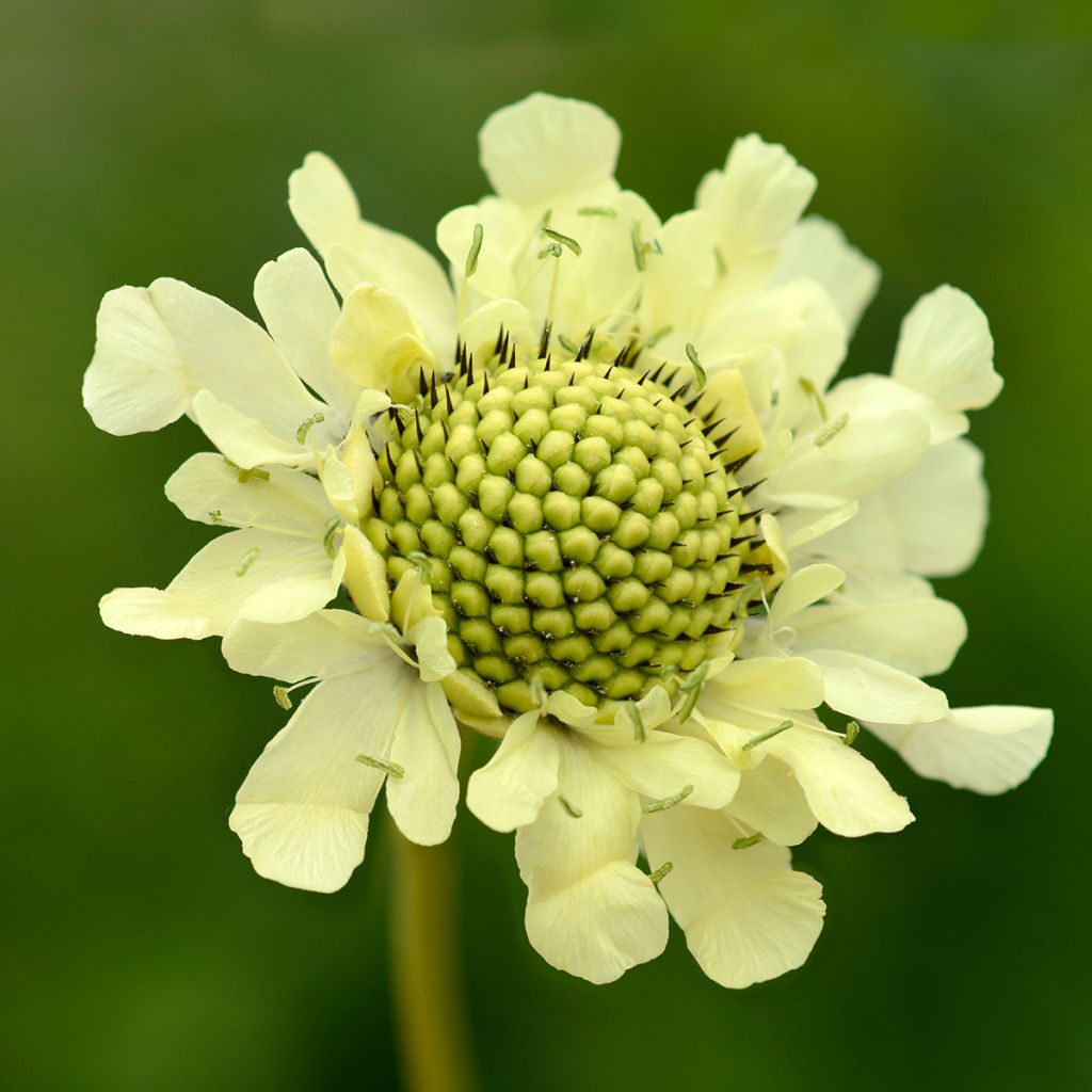 Cephalaria gigantea