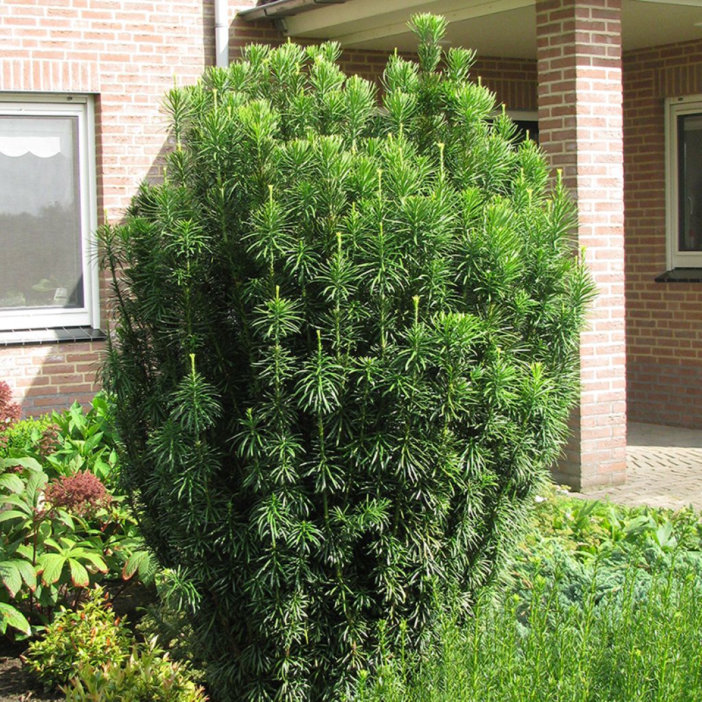 Pin japonais à queue de vache - Cephalotaxus harringtonia Fastigiata