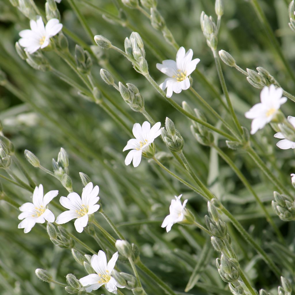 Cerastium biebersteinii