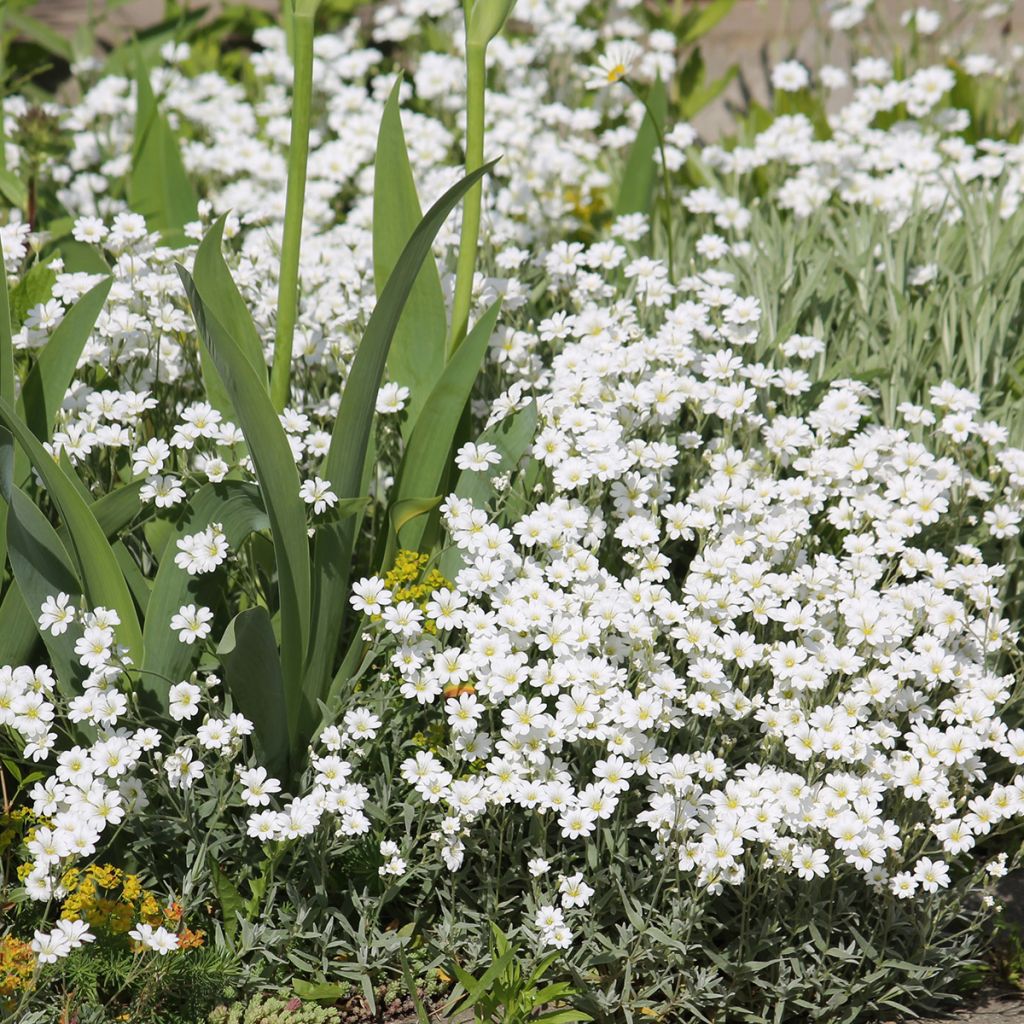 Cerastium biebersteinii