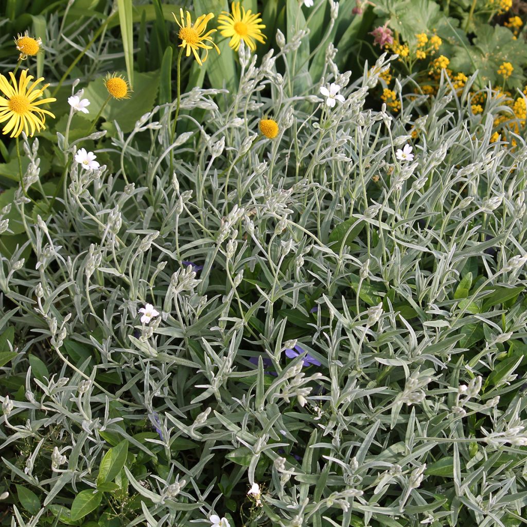 Cerastium biebersteinii