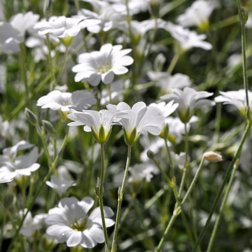 Cerastium biebersteinii