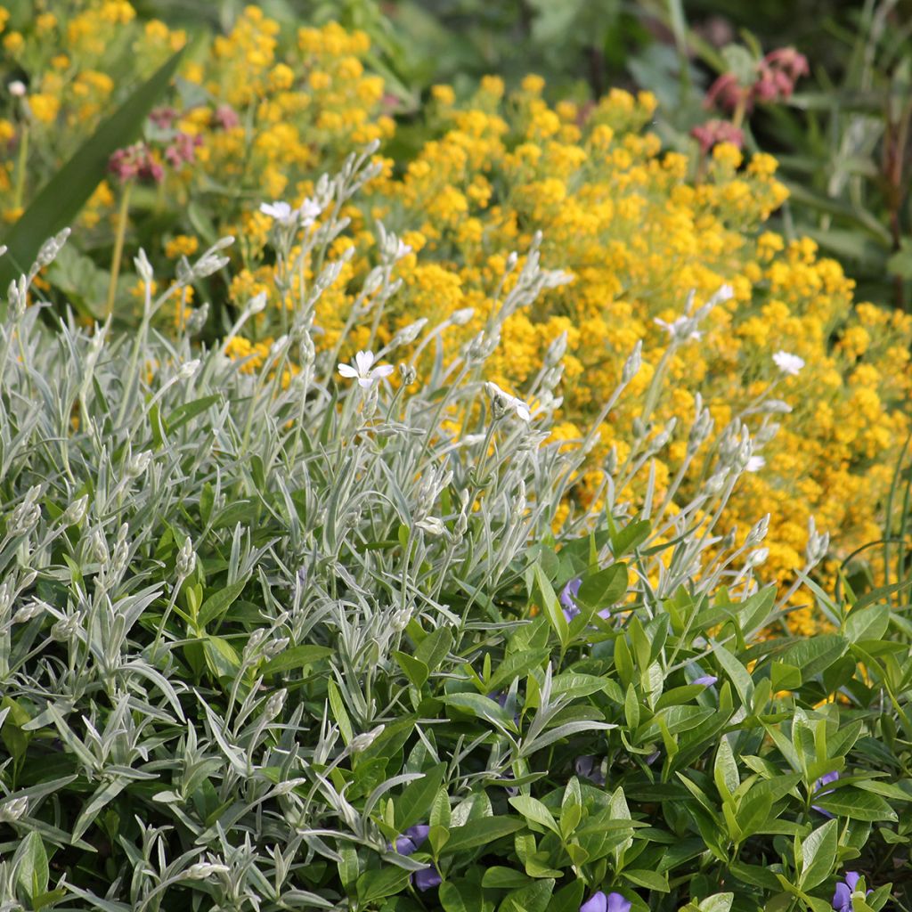 Cerastium biebersteinii